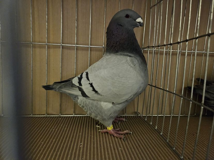  - EXPOZIȚIE CLUB CAGHR 2024