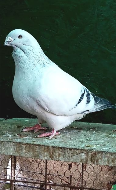 M 21 - Masculi azur 2024