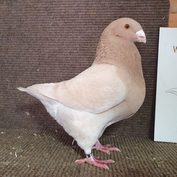  - Porumbei Vânduți