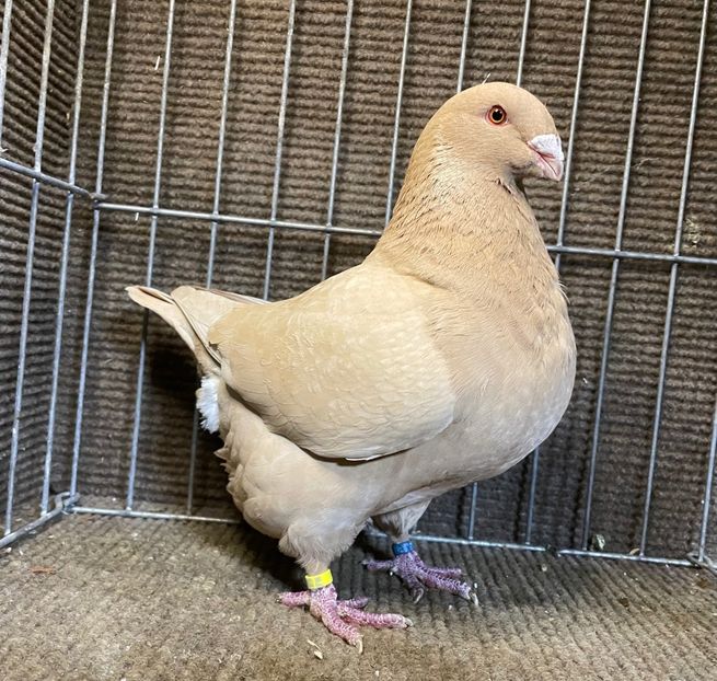  - Porumbei Vânduți