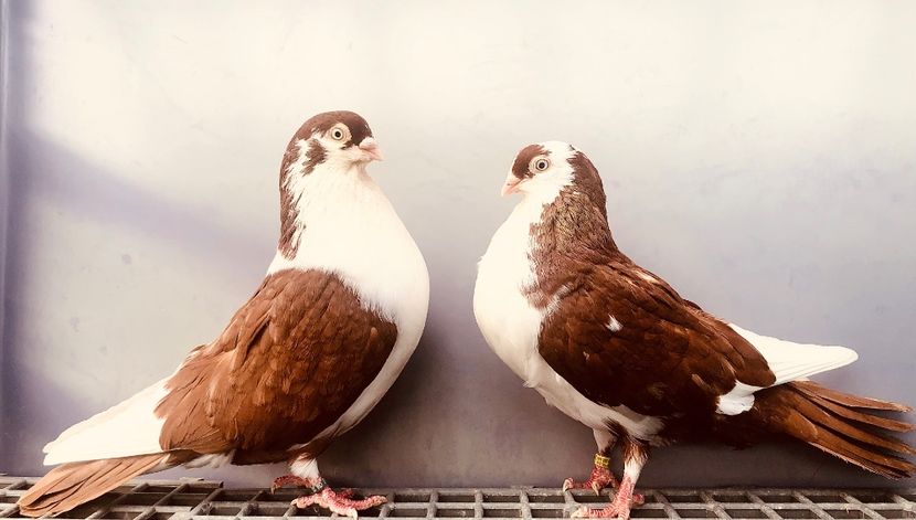 Perechea  56 - B - Perechi 2024