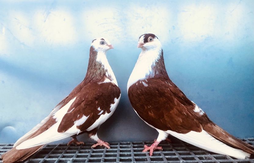 Perechea  55 - B - Perechi 2024