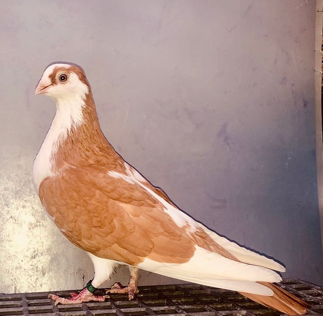 Femelă  2019 - Plecați ALBUM 4