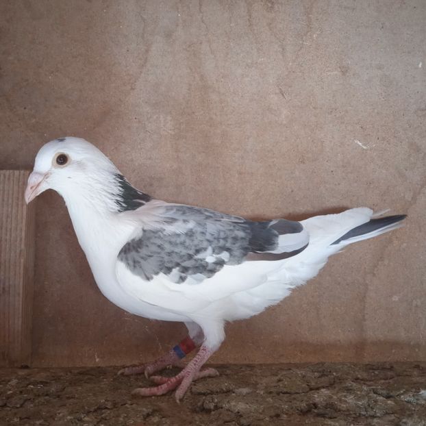 Pui 22-688 GB....-20 lei - Porumbei vanduti