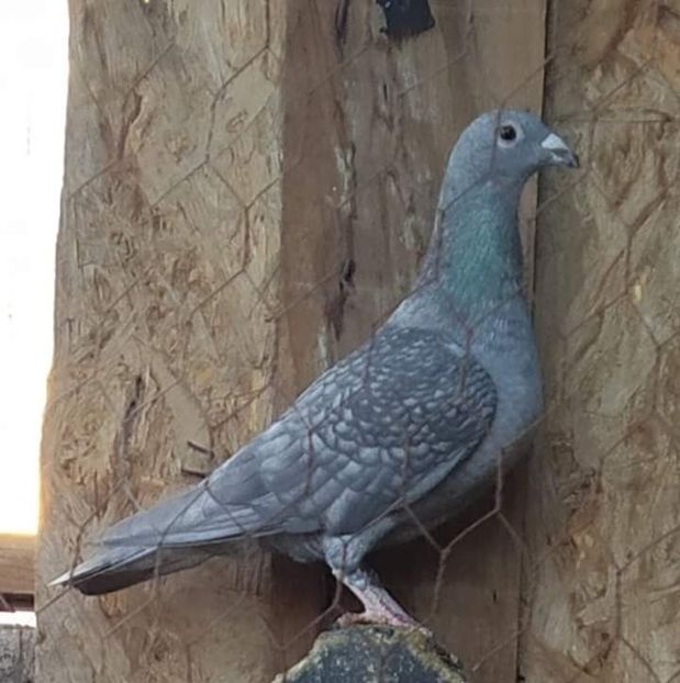  - Nu îmi aparțin 7