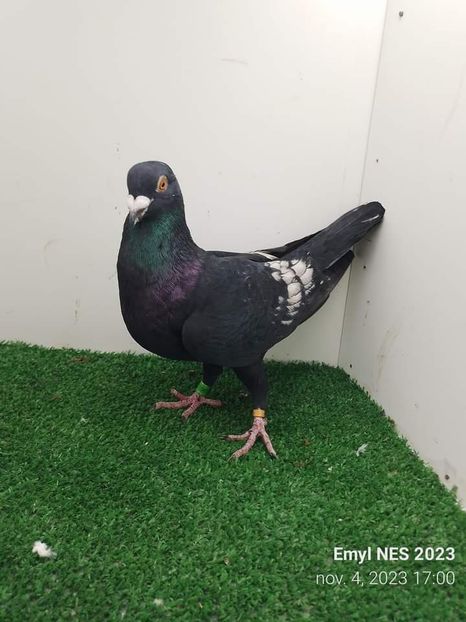  - Nu îmi aparțin 7