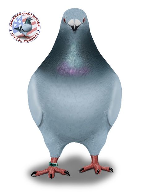 American Giant Homer Front-single - STANDARDUL AGH