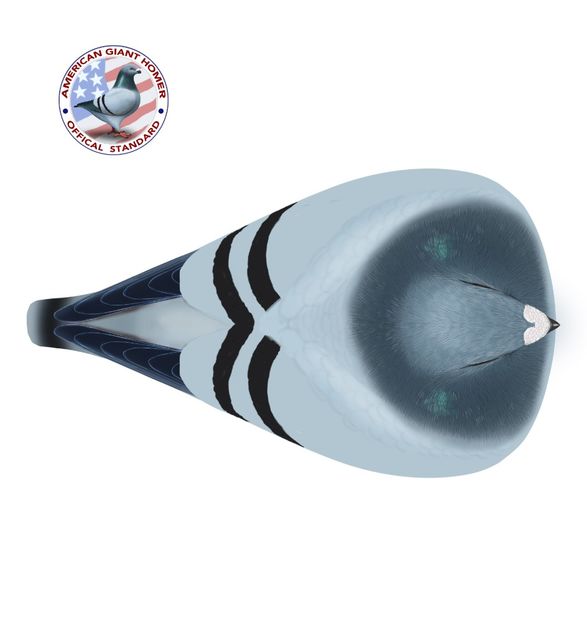 American Giant Homer Top-single - STANDARDUL AGH