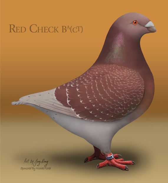 AGH Ash Red_check - STANDARDUL AGH