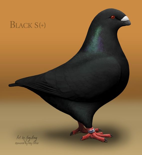 AGH Black - STANDARDUL AGH