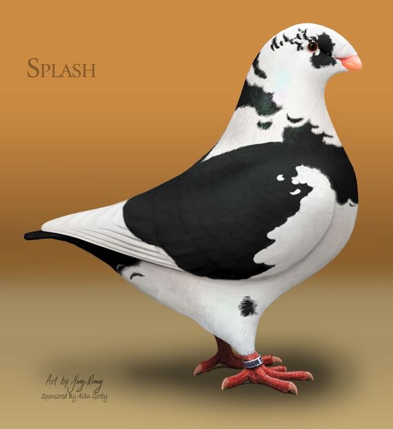 AGH Black-Splash - STANDARDUL AGH