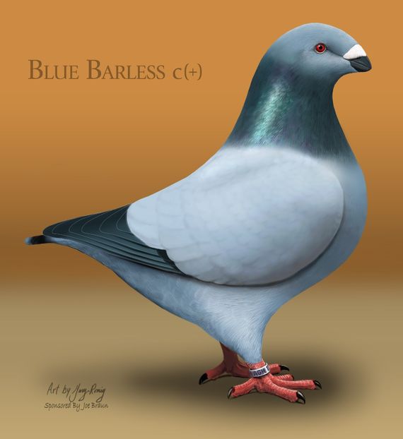 AGH Blue Barless - STANDARDUL AGH