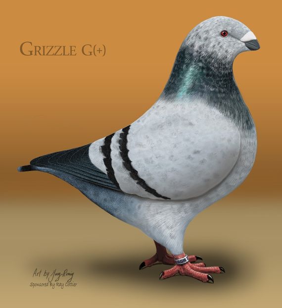 AGH Blue Grizzle - STANDARDUL AGH