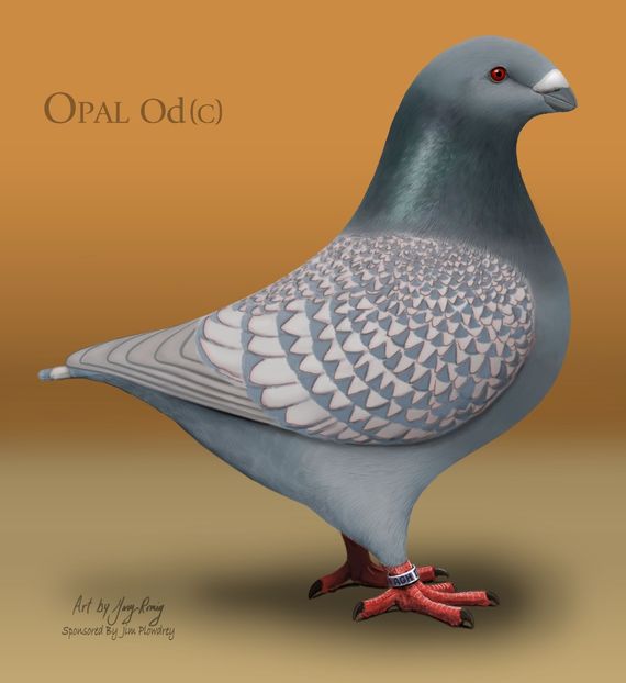 AGH Opal Lt-Check - STANDARDUL AGH