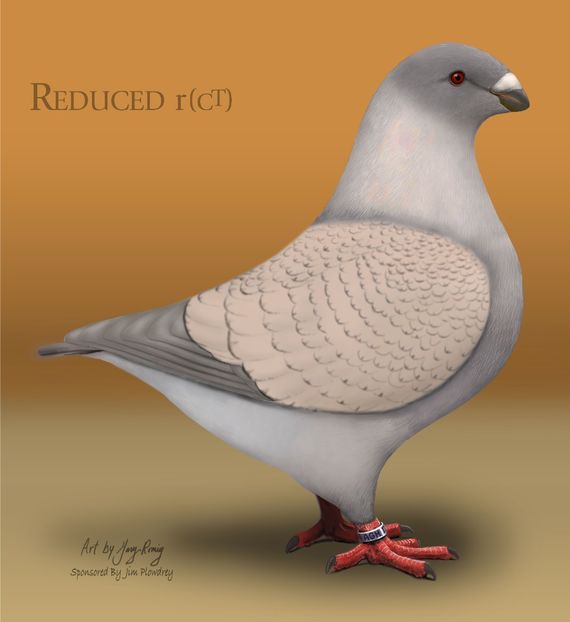 AGH Reduced Check - STANDARDUL AGH