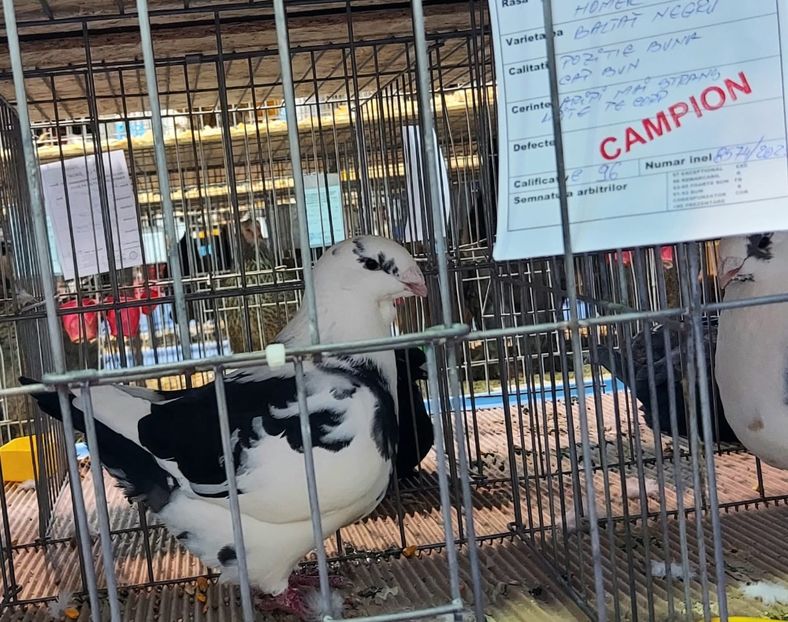  - __Expo Club Dacia Pantelimon 2023