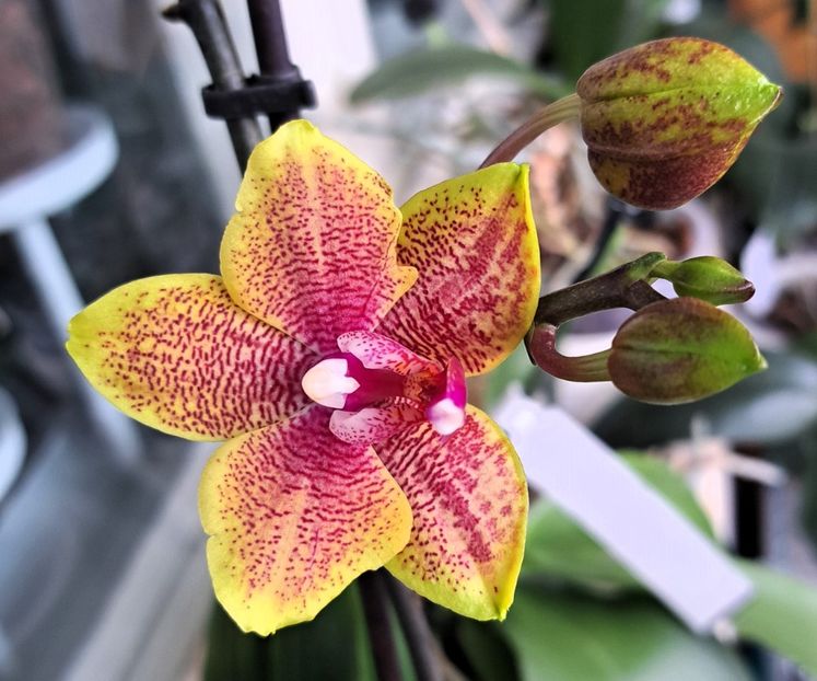 Sogo Lawrence - Phalaenopsis 2