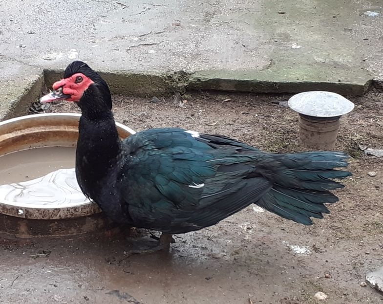 Import Germania - Matca 2024