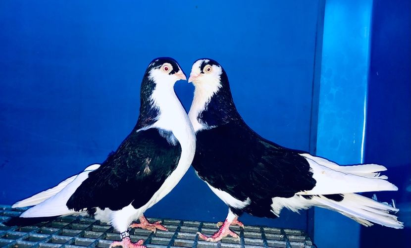 Perechea  10 - B - Perechi 2024