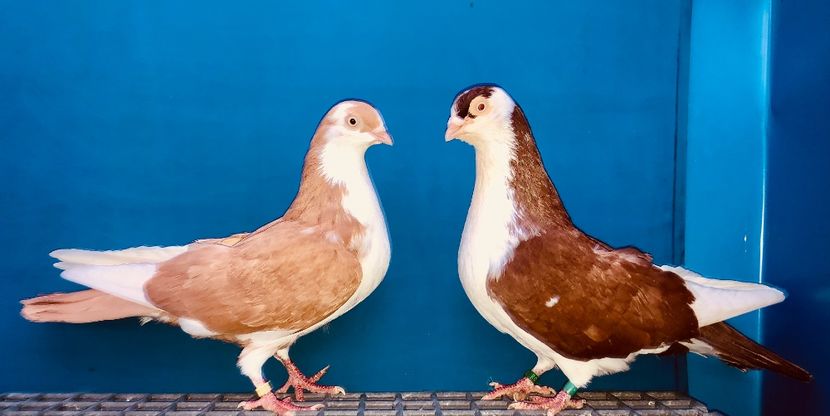 Perechea  42 - B - Perechi 2024