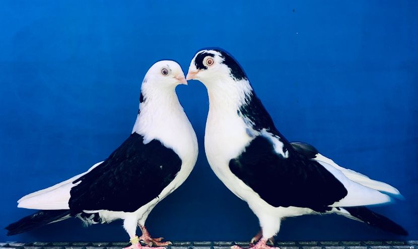 Perechea  15 - B - Perechi 2024