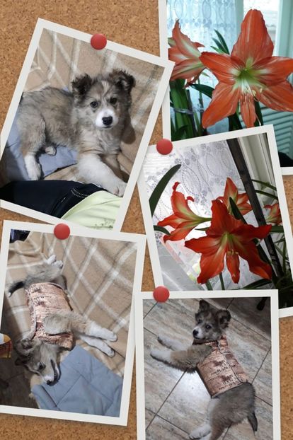 IMG-20231114-WA0005 - 2024 ianuarie