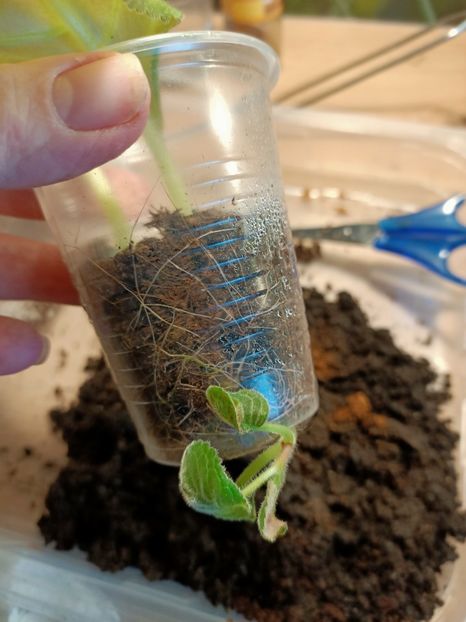 Img.2024.01.19 - Gloxinia la prins în 2021-2022-2024