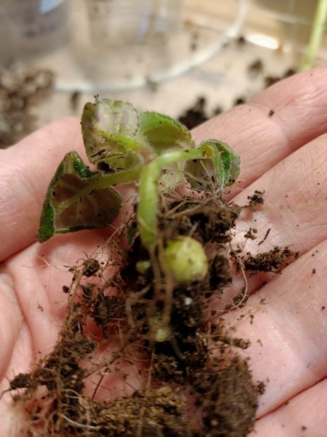 Img.2024.01.19 - Gloxinia la prins în 2021-2022-2024