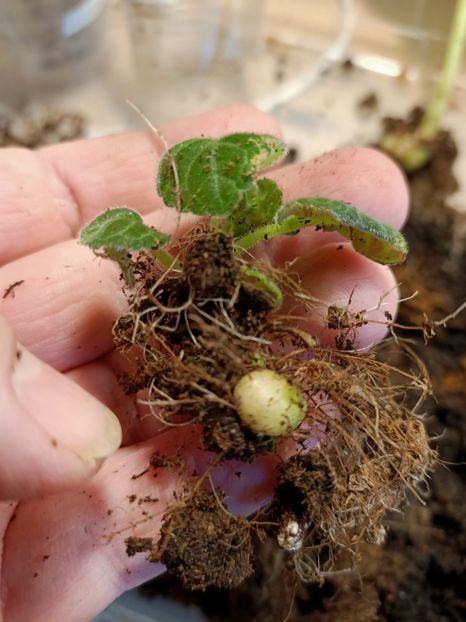 Img.2024.01.19 - Gloxinia la prins în 2021-2022-2024