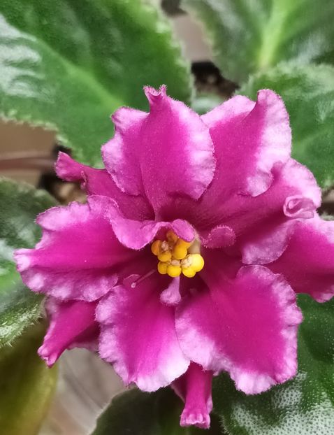 AV Samuraj - PORTRETE