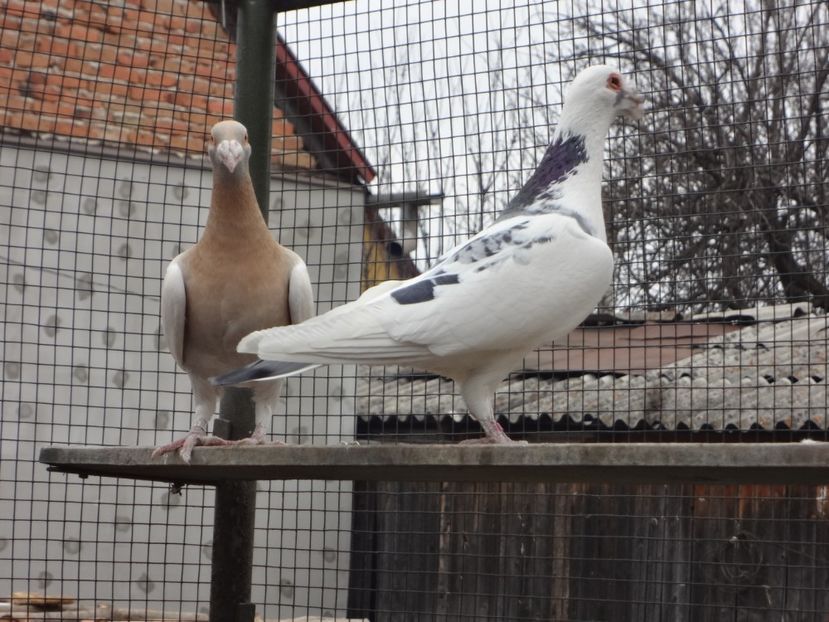 mascul tarcat - pt un prieten