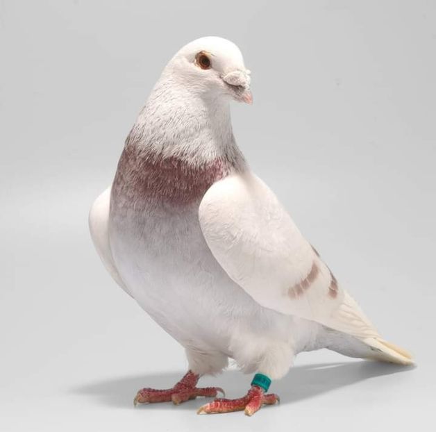  - Nu îmi aparțin 7