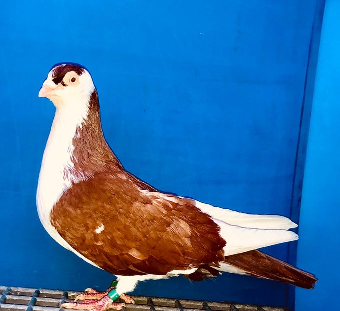 Mascul  2017 - Plecați ALBUM 4