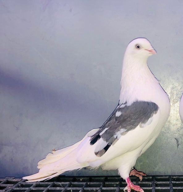 6077  Femelă  2016 - Jucători de Galați