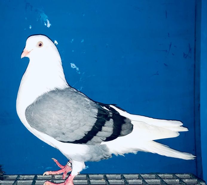 22140  Femelă  2022 - Jucători de Galați