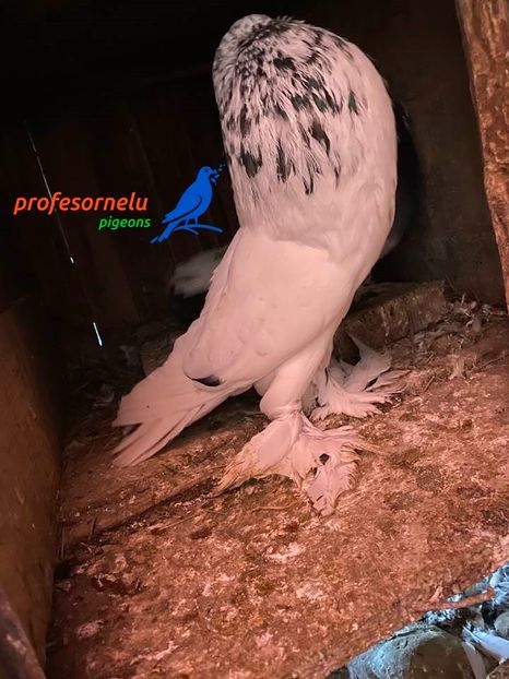 vândut lui Cătălin Beleiu - Porumbei VÂNDUȚI