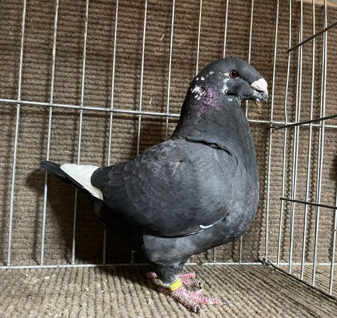  - Porumbei Vânduți