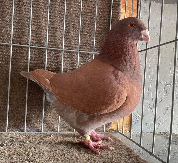  - Porumbei Vânduți