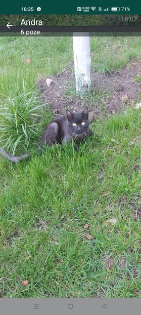 Screenshot_2024-01-20-18-25-26-47_6012fa4d4ddec268fc5c7112cbb265e7 - RIP Rufus