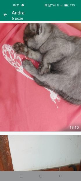 Screenshot_2024-01-20-18-21-34-62_6012fa4d4ddec268fc5c7112cbb265e7 - RIP Rufus