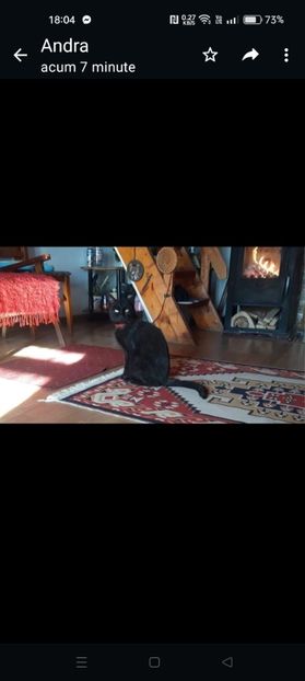 Screenshot_2024-01-20-18-04-43-62_6012fa4d4ddec268fc5c7112cbb265e7 - RIP Rufus