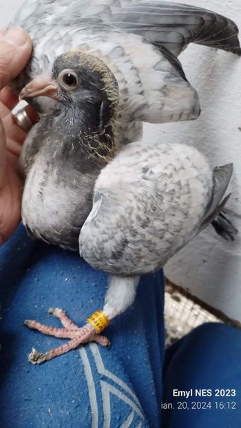  - Nu îmi aparțin 7