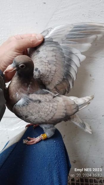  - Nu îmi aparțin 7