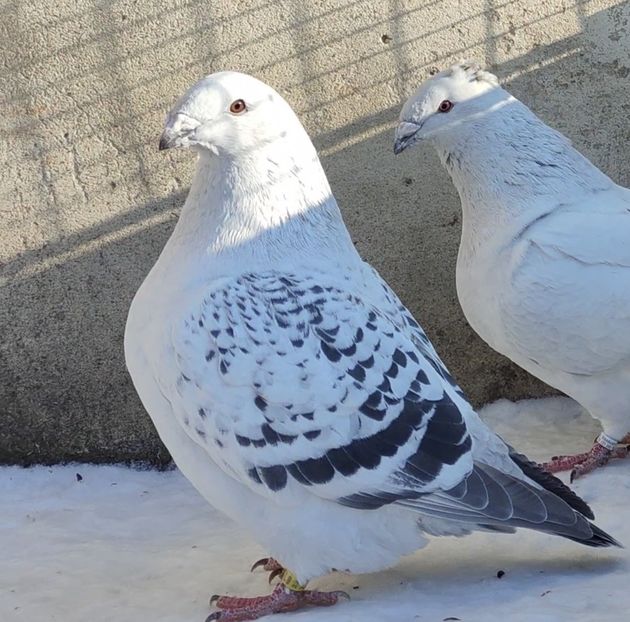 115 - b- SAMICZKI-Females