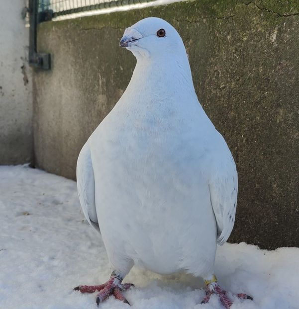 115 - b- SAMICZKI-Females