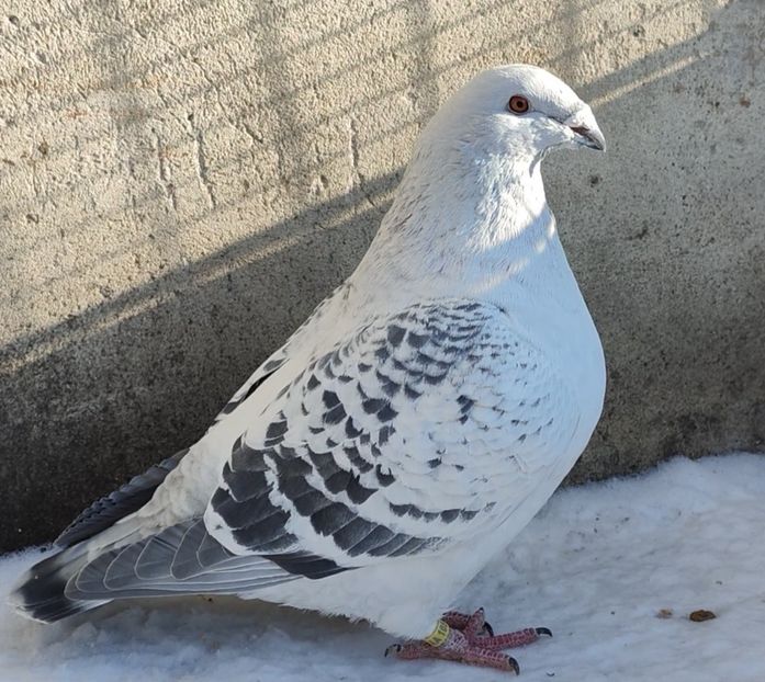 PL23-AA105 ARCHIWUM - b- SAMCE -Males