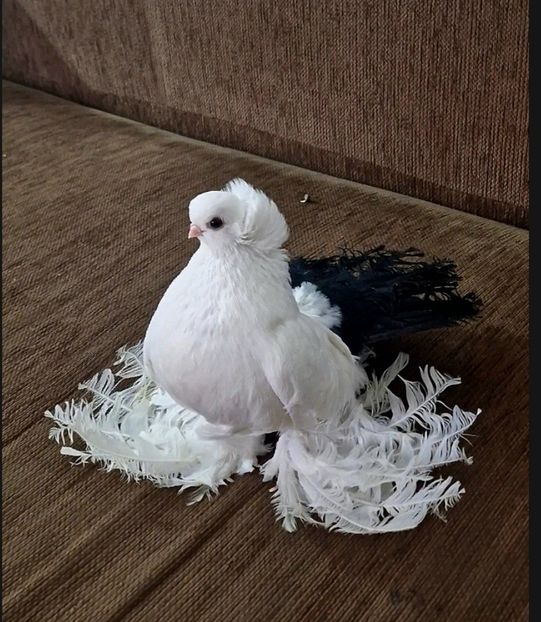 Campion Nordcaucazian - Campion 2024