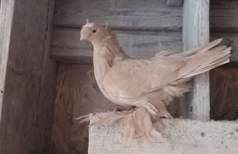 galbena 2023 - 7 JUCATORI DE BOTOSANI