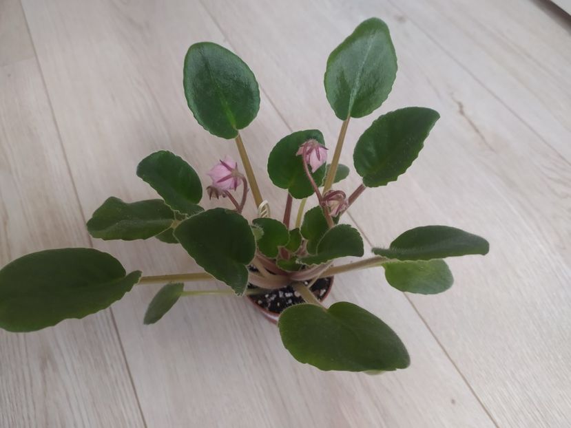 21 ianuarie 2023 - Dn November rain