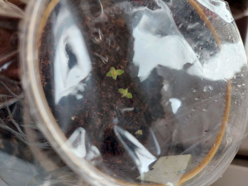 Primul achimenes răsărit. - A-2024